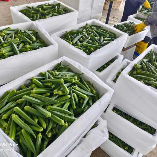 乐东县新鲜黄秋葵 直供自海南乐东 优质茄果类蔬菜