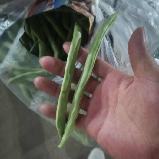 新鲜云南小金豆