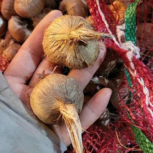 太康县藏红花大号种球