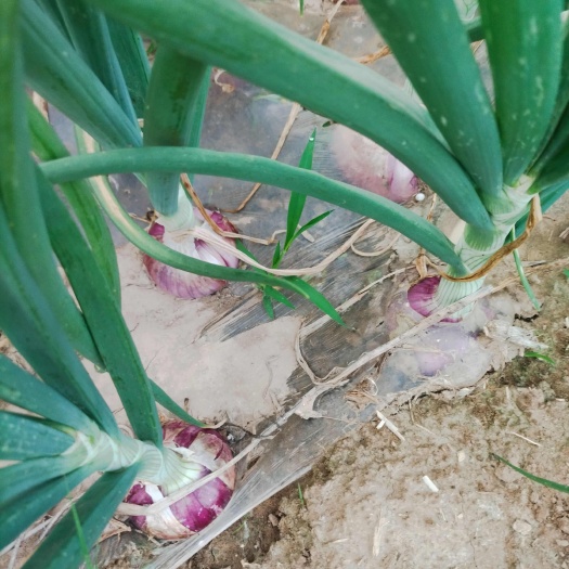 河北沧州东光县新鲜红皮洋葱 批发优质蔬菜葱姜蒜品类