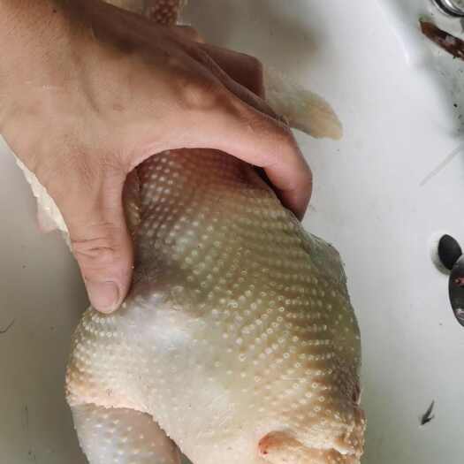 清远鸡，一件代发，全国发货，170天清远鸡