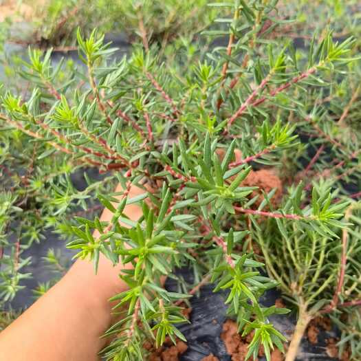 广州太阳花老庄