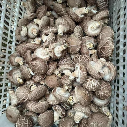 平泉市优质香菇干货、鲜货。产地一手自己家种植生产。欢迎诚意老板洽谈