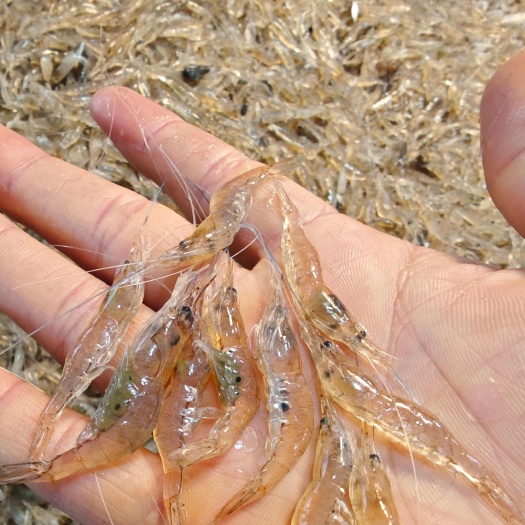 南宁小白虾小米虾小虾米六须虾五须虾小河虾，，，，，