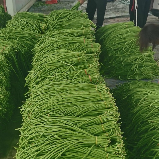 博爱县河南长虹豆，（长豆角），保质保量，视频看货，线上保障交易。