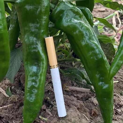 夏邑县臻选辣妹子辣椒种子，早熟，光滑深绿，辣味浓，易坐果