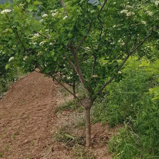 建昌县大果磨盘山楂树，矮树，