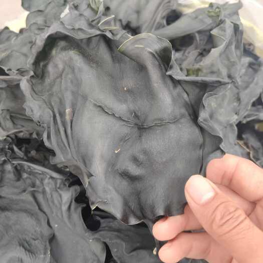 淡干海带头 十成干 泡发率高