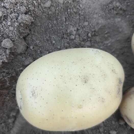 周口欢迎河南周口附近的发货商      联系我  土豆