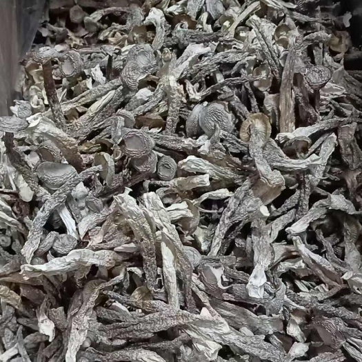 鹿茸菇