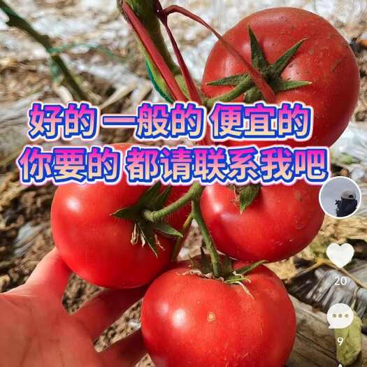 锦州大量出售  西红柿   西红柿 质量好  信誉第一 正规公司