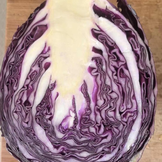 江苏泰兴新鲜紫包菜 甘蓝类蔬菜 健康食材产地直发