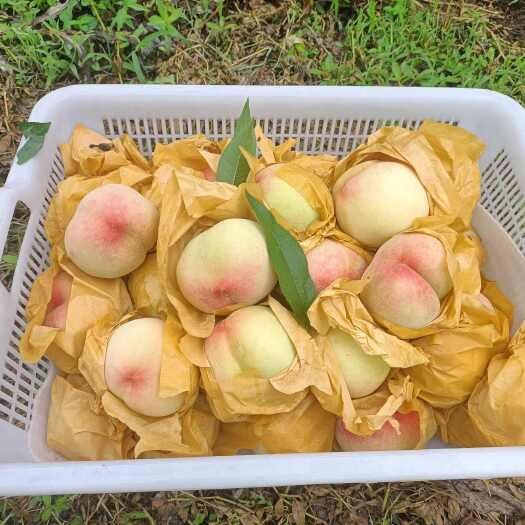 海盐县白凤、湖景水蜜桃