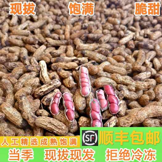 广东新鲜湿花生 现挖带泥带壳新鲜红皮花生（顺丰包邮）