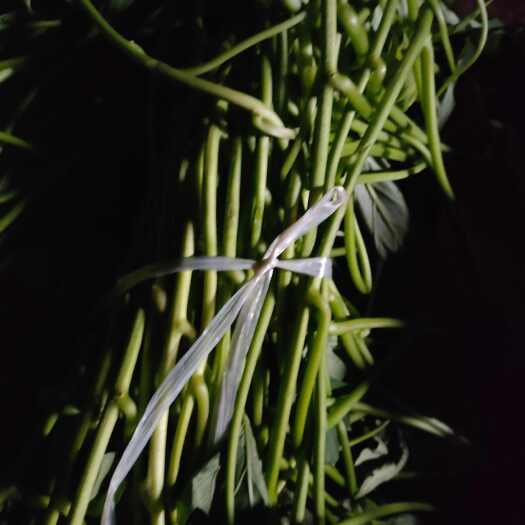 夏津县烟薯红薯苗