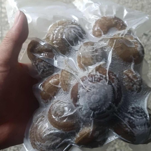 顺丰包邮 环口坚螺山蜗牛体螺新鲜冷藏发货，山螺难找数量不多，