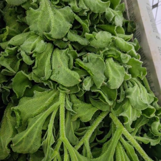 冰草新鲜山东冰草