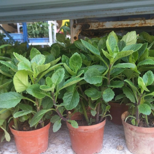 漳州一盆5棵左右片仔癀草带盆栽好漳州特产白凤菜甘蔗榨汁夏季网红