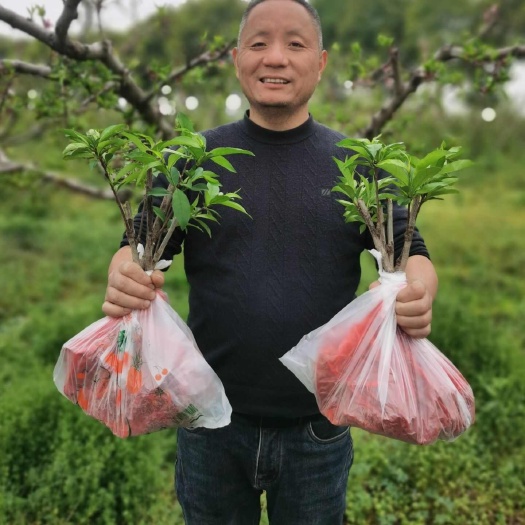无锡无锡阳山水蜜桃桃苗树苗嫁接苗南北盆栽地栽早中晚桃白凤湖景