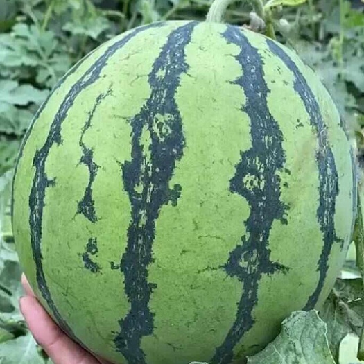 无籽美都 露天麒麟瓜 无籽精品西瓜 6斤起