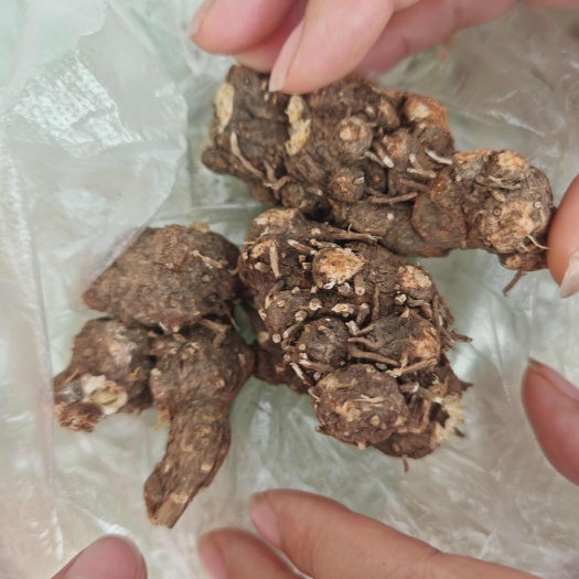 山阳县精品苍术，量不大，