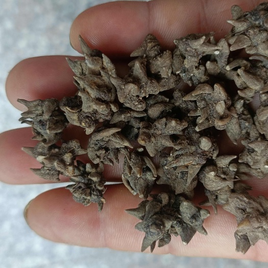 商城县猫爪草，尖爪，自然生长，产地直销