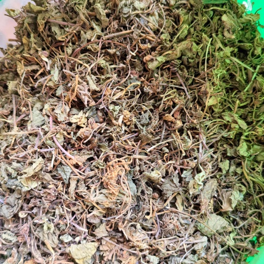 安国市积雪草