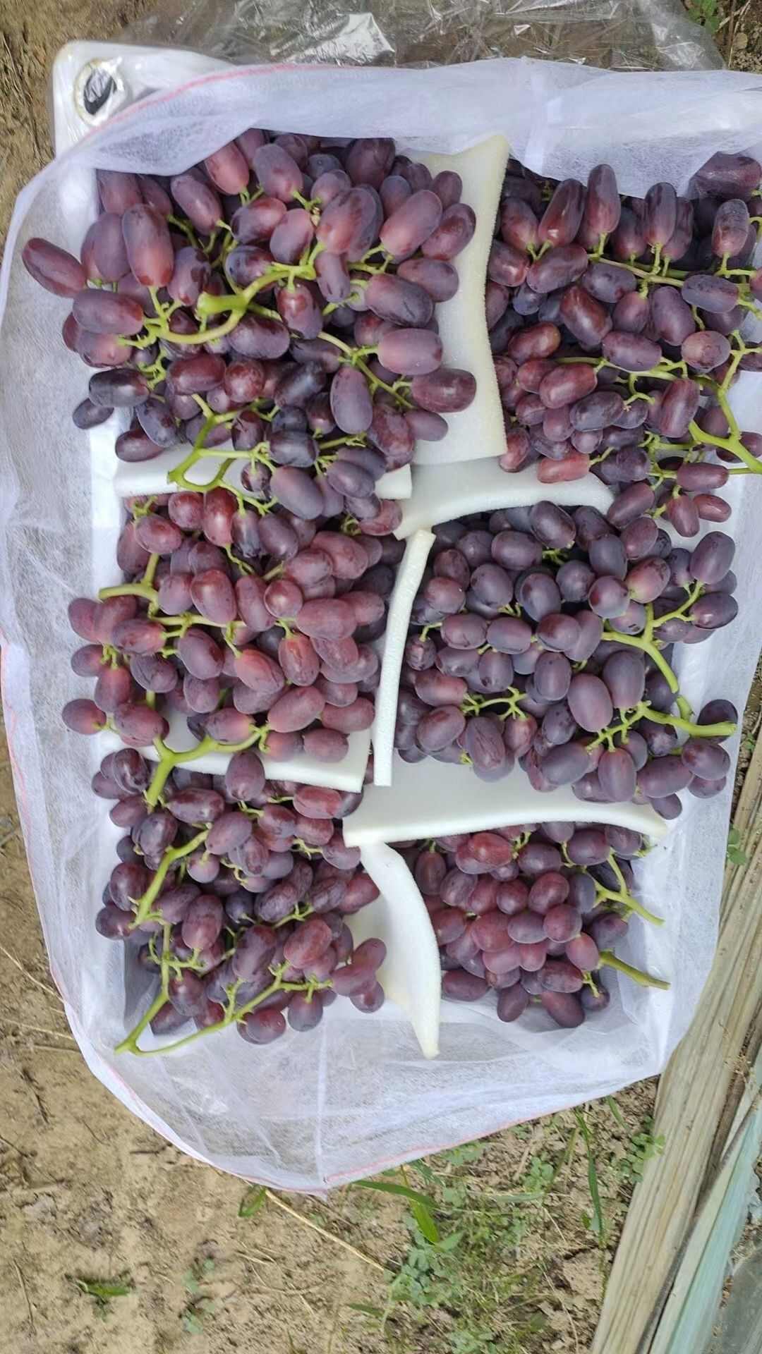 红提