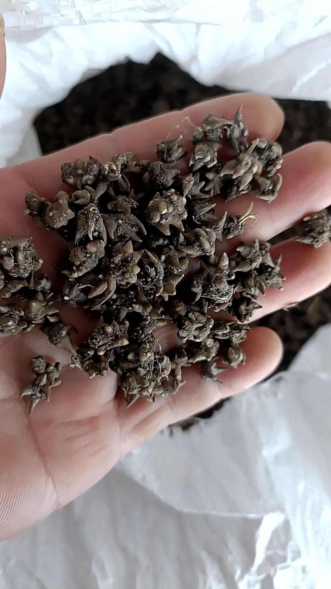 猫爪草  精品尖爪，大山自然生长