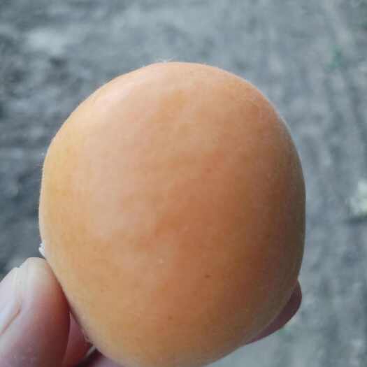 金太阳杏