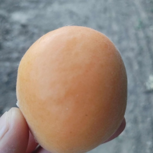 宿州金太阳杏