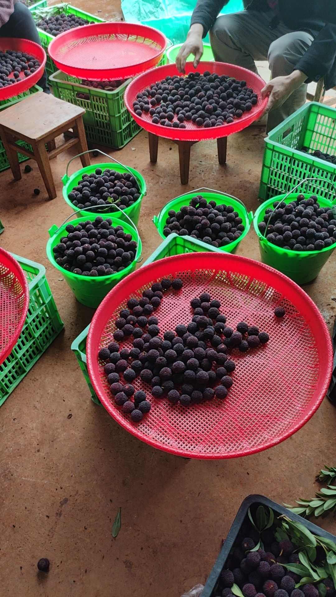 云南高山荸荠杨梅，自家果园，自产自销，色泽黑亮，甘甜多汁。