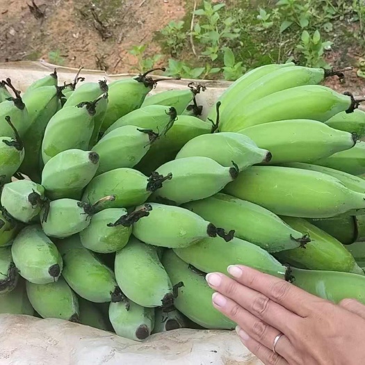 高州市香蕉，米蕉，巴蕉