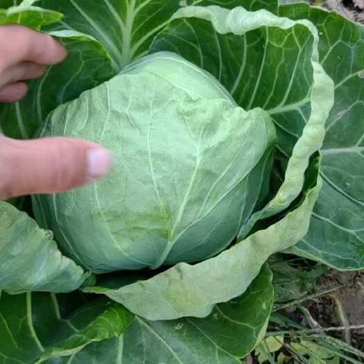 潜江市甘蓝：橄榄湖北精品绿橄榄基地直发：一手货源现砍现装：保质保量