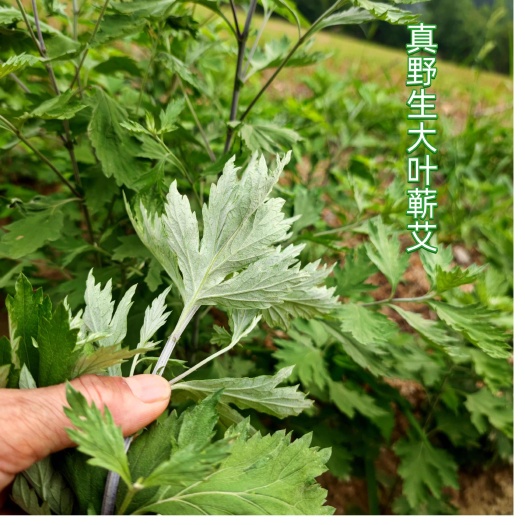 随县批发零售大叶艾湖北蕲艾干艾草净叶不带杆五月艾另有鲜艾整棵