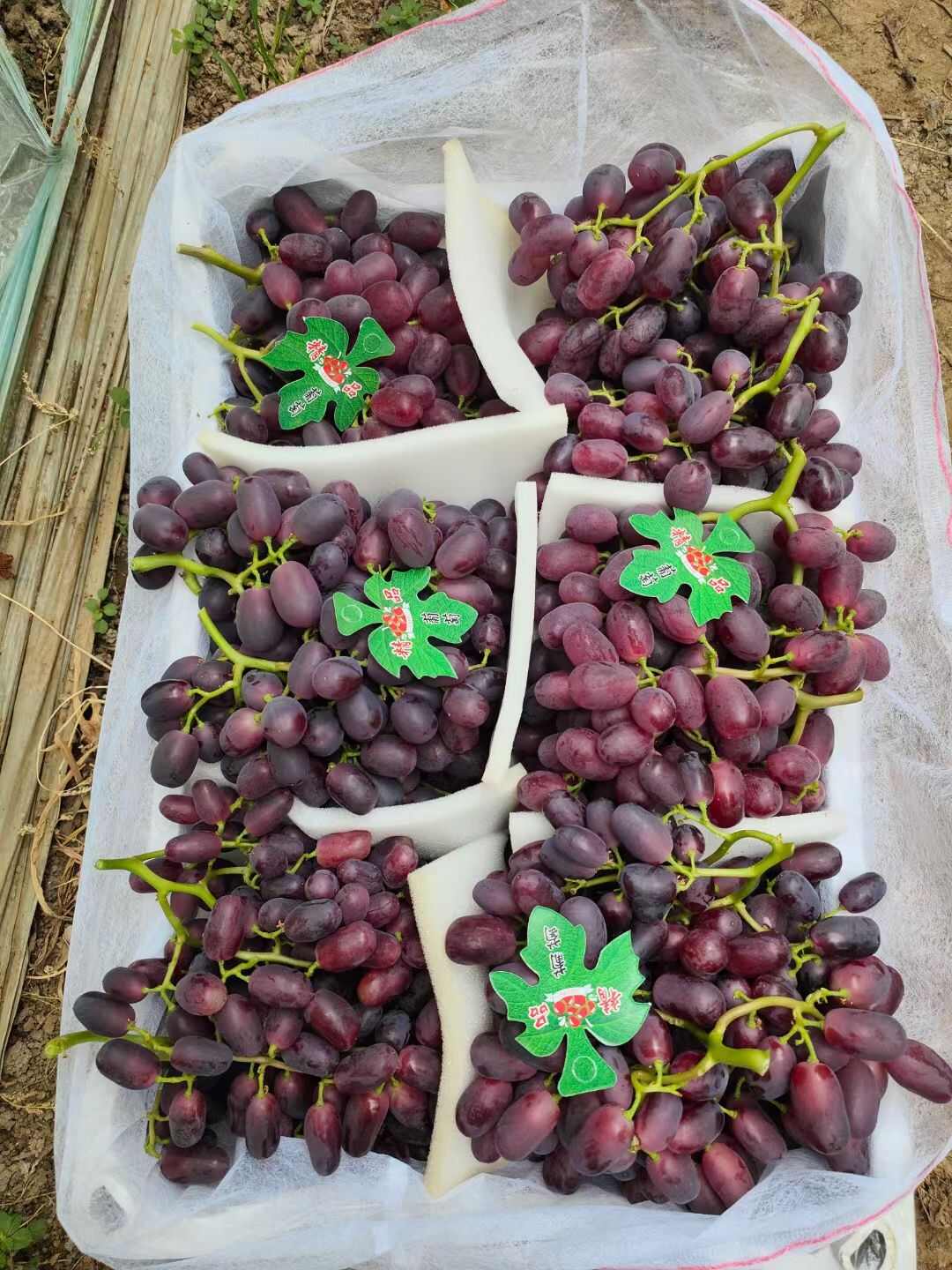 红提