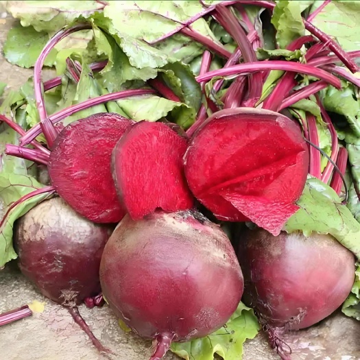 沛县红甜菜根 甜菜头 源头直发 全年现货供应市场外贸 加工脱水