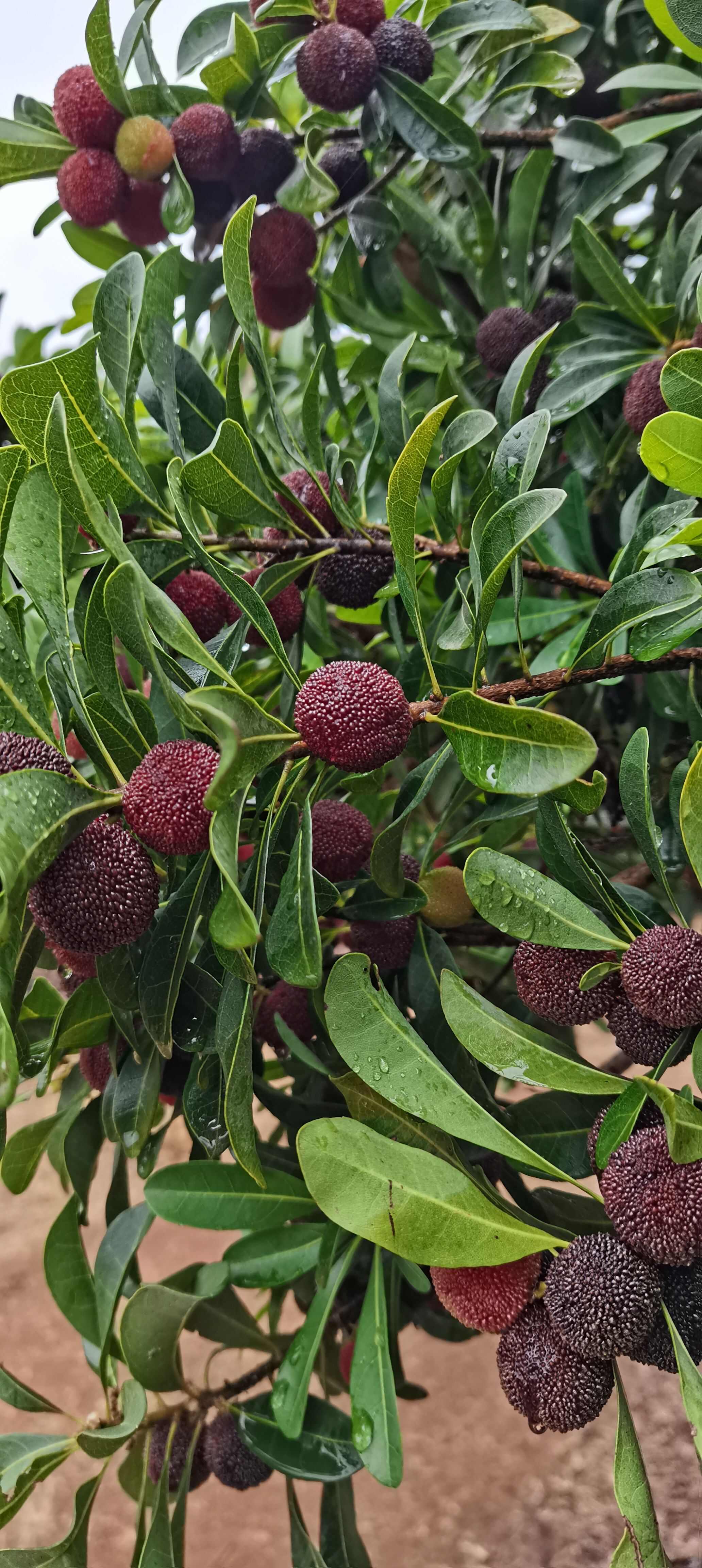 云南高山荸荠杨梅，自家果园，自产自销，色泽黑亮，甘甜多汁。