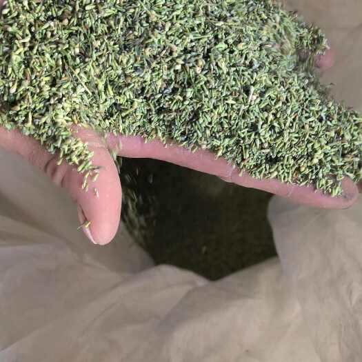 嵩县合欢米 合欢花骨朵夜合米新货
