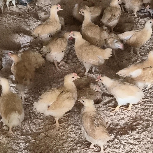 衡阳黄土二脱温鸡，疫苗齐全，鸡苗健康