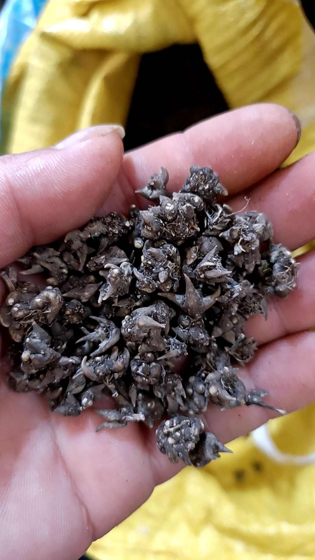 猫爪草  精品尖爪，大山自然生长