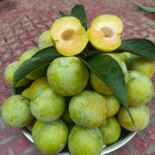 贵州六马蜂糖李