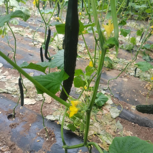 黄瓜