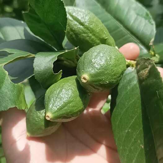 大埔县一级广东香水柠檬，自有果场，现摘