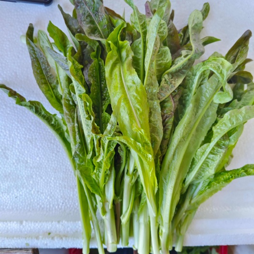 高原莴笋尖，莴苣尖，非莴笋头，云南直发，新鲜采摘，可炒涮