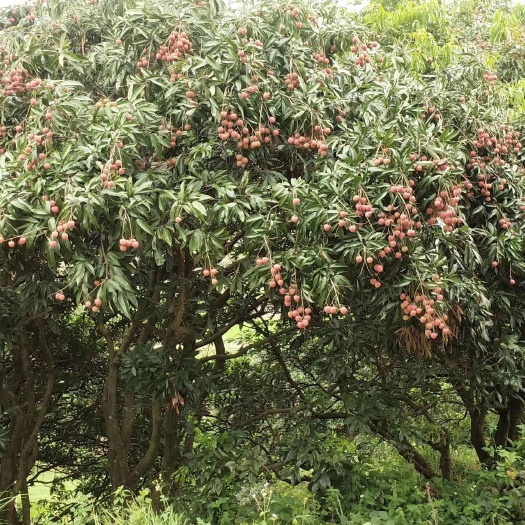 钦州荔枝