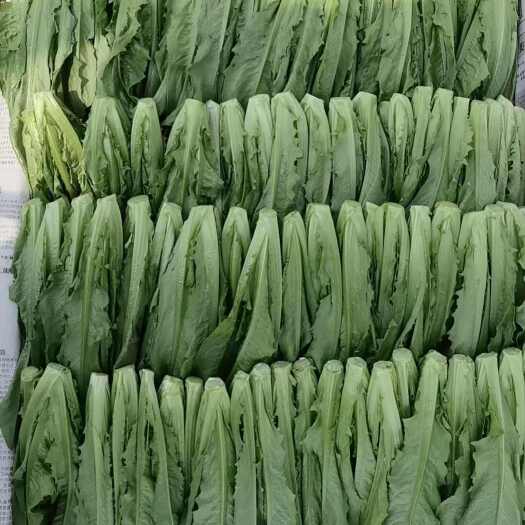 昆明高原油麦菜苗，小油麦嫩苗菜，脆嫩爽口可涮可炒，非种苗