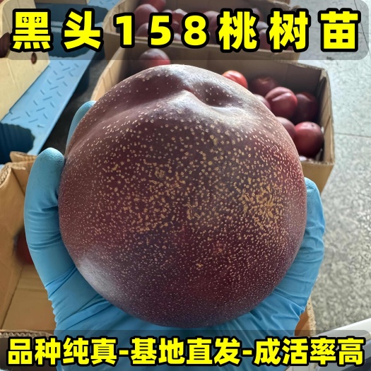 营口正品黑皮158油桃苗 大果型油桃 品种纯真 基地现起现发货