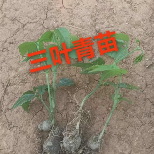 四川成都新鲜白及中药材根茎产地直发新都区现挖现发