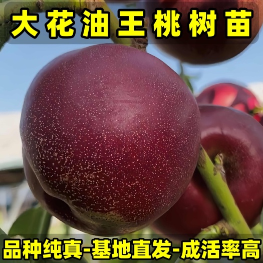 营口正品大花油王桃苗 大果型油桃 品种纯真 基地现起现发成活率高